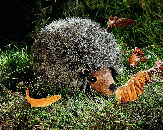 Igel