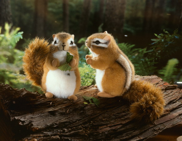 Eichhörnchen