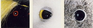 Augen
